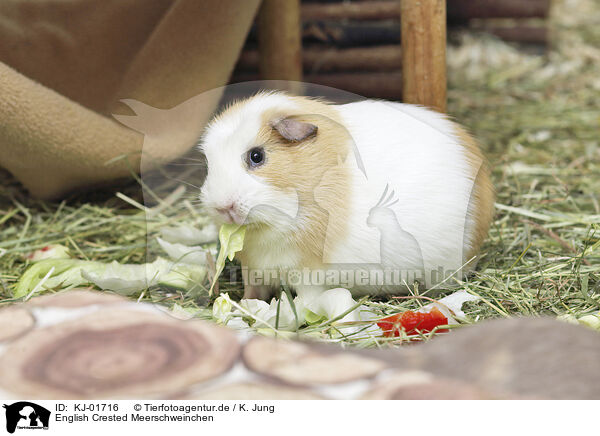 English Crested Meerschweinchen / English Crested guinea pig / KJ-01716