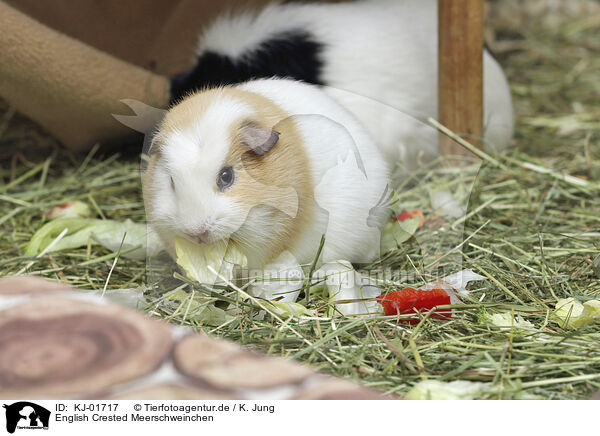 English Crested Meerschweinchen / English Crested guinea pig / KJ-01717