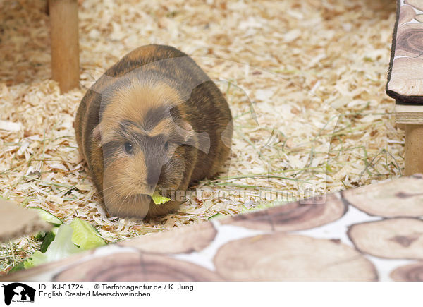 English Crested Meerschweinchen / KJ-01724