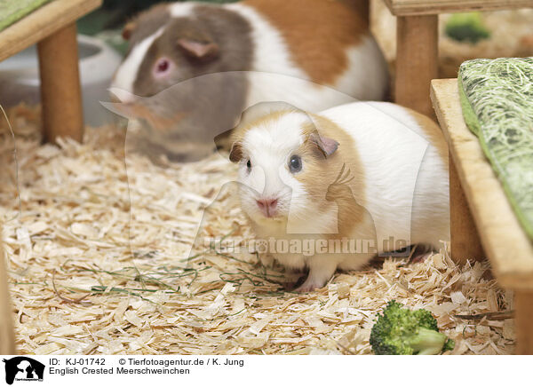 English Crested Meerschweinchen / English Crested guinea pig / KJ-01742