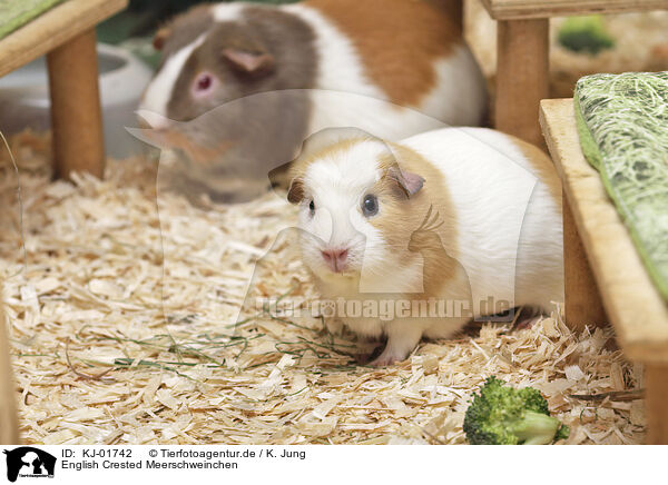 English Crested Meerschweinchen / KJ-01742