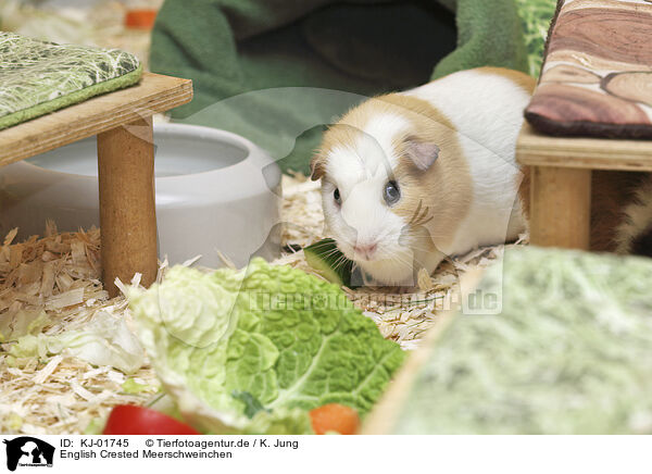 English Crested Meerschweinchen / English Crested guinea pig / KJ-01745