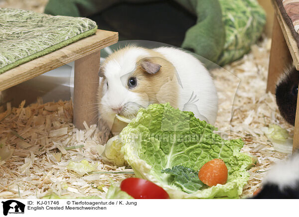English Crested Meerschweinchen / English Crested guinea pig / KJ-01746