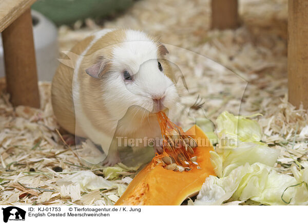English Crested Meerschweinchen / English Crested guinea pig / KJ-01753