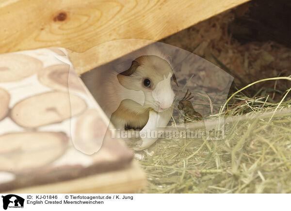English Crested Meerschweinchen / English Crested guinea pig / KJ-01846