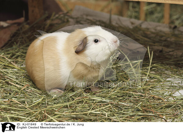 English Crested Meerschweinchen / English Crested guinea pig / KJ-01849