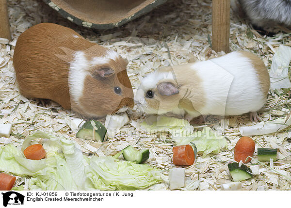 English Crested Meerschweinchen / KJ-01859