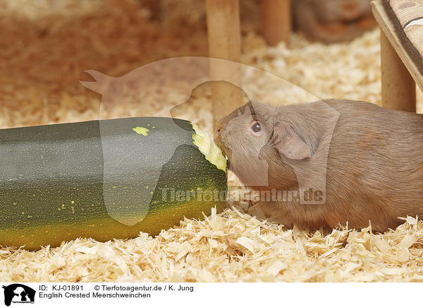 English Crested Meerschweinchen / English Crested guinea pig / KJ-01891