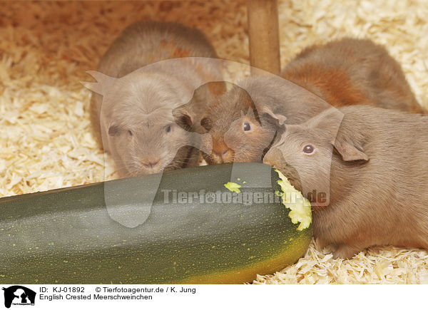 English Crested Meerschweinchen / English Crested guinea pig / KJ-01892