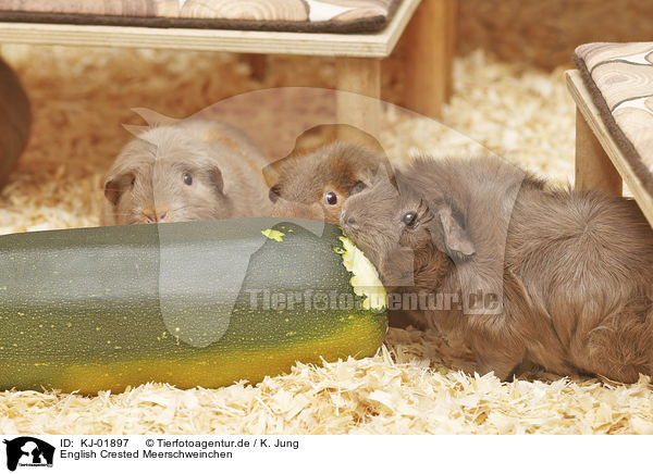 English Crested Meerschweinchen / English Crested guinea pig / KJ-01897