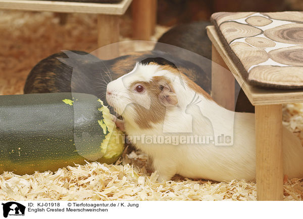 English Crested Meerschweinchen / English Crested guinea pig / KJ-01918