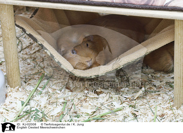 English Crested Meerschweinchen / KJ-02008