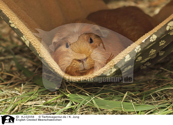 English Crested Meerschweinchen / English Crested guinea pig / KJ-02058