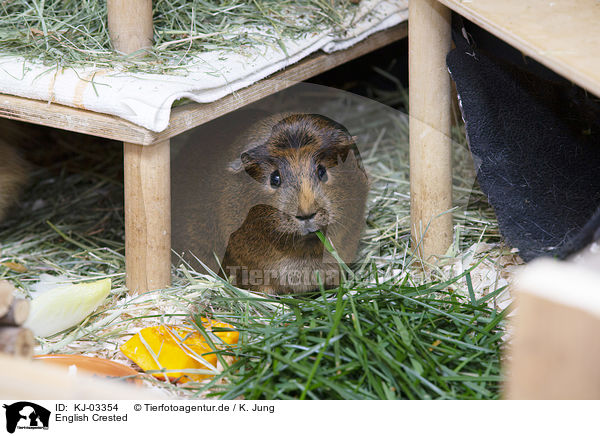 English Crested / English Crested / KJ-03354