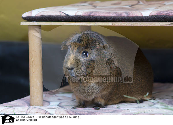 English Crested / KJ-03376