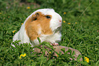 English Crested Meerschweinchen auf der Wiese