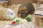 English Crested Meerschweinchen