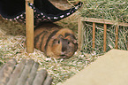 English Crested Meerschweinchen