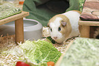 English Crested Meerschweinchen