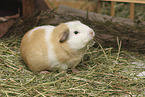 English Crested Meerschweinchen