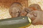 English Crested Meerschweinchen