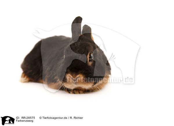 Farbenzwerg / RR-28575