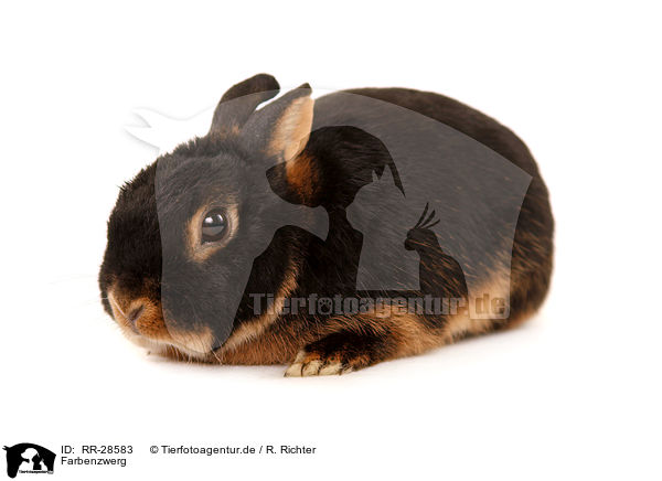 Farbenzwerg / RR-28583