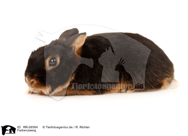 Farbenzwerg / Netherland dwarf / RR-28584