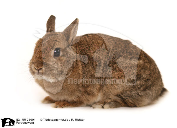 Farbenzwerg / dwarf lop-eared bunny / RR-28691