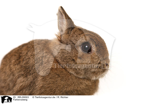 Farbenzwerg / dwarf lop-eared bunny / RR-28693