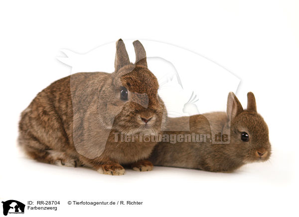 Farbenzwerg / dwarf lop-eared bunny / RR-28704