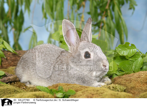 junger Farbenzwerg / young rabbit / SS-27780
