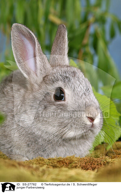 junger Farbenzwerg / young rabbit / SS-27782