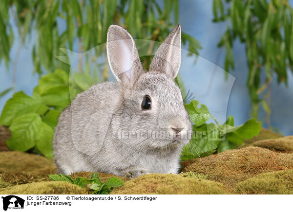 junger Farbenzwerg / young rabbit / SS-27786