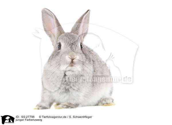 junger Farbenzwerg / young rabbit / SS-27796