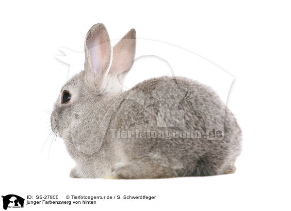 junger Farbenzwerg / young rabbit / SS-27800
