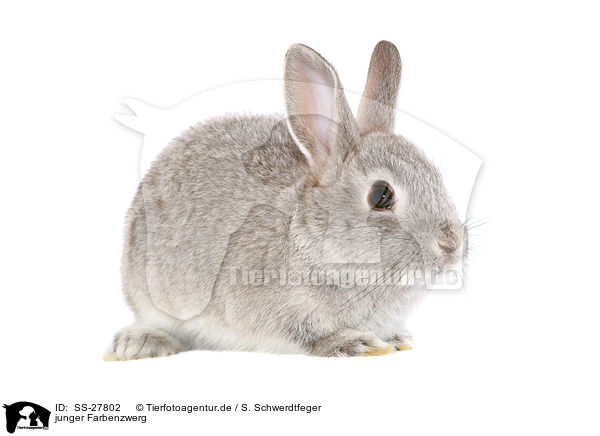 junger Farbenzwerg / young rabbit / SS-27802