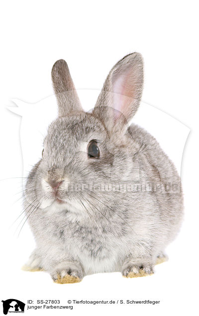 junger Farbenzwerg / young rabbit / SS-27803