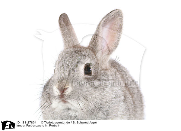 junger Farbenzwerg / young rabbit / SS-27804