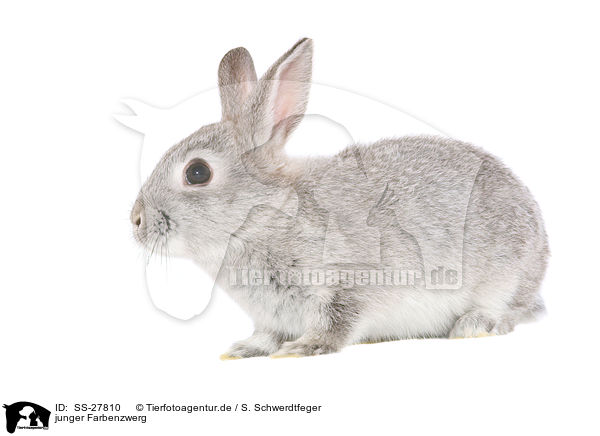 junger Farbenzwerg / young rabbit / SS-27810