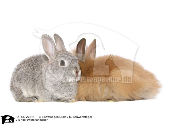 2 junge Zwergkaninchen / 2 young pygmy rabbits / SS-27811
