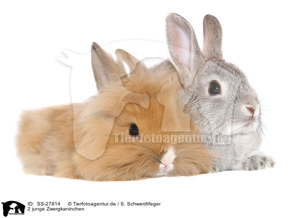 2 junge Zwergkaninchen / 2 young pygmy rabbits / SS-27814