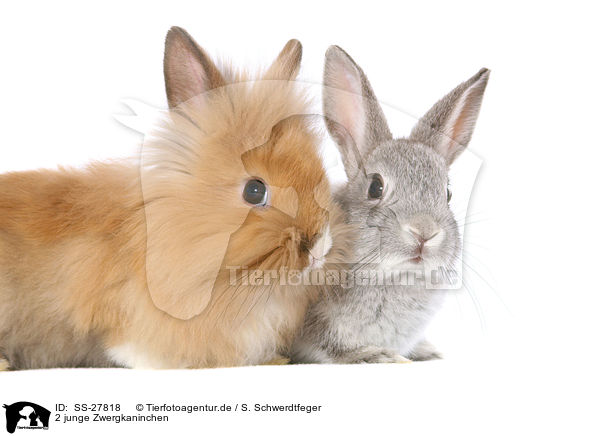 2 junge Zwergkaninchen / 2 young pygmy rabbits / SS-27818