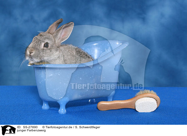 junger Farbenzwerg / young rabbit / SS-27890