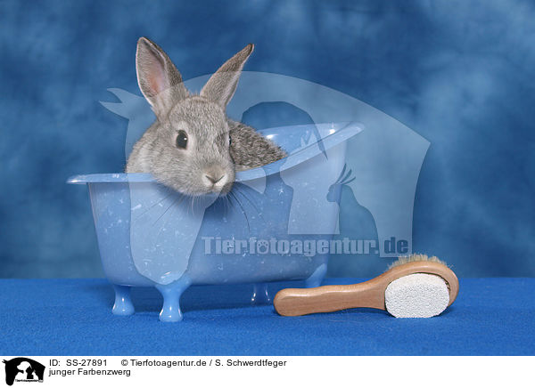 junger Farbenzwerg / young rabbit / SS-27891