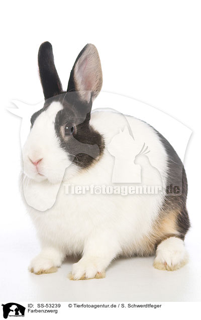 Farbenzwerg / dwarf rabbit / SS-53239