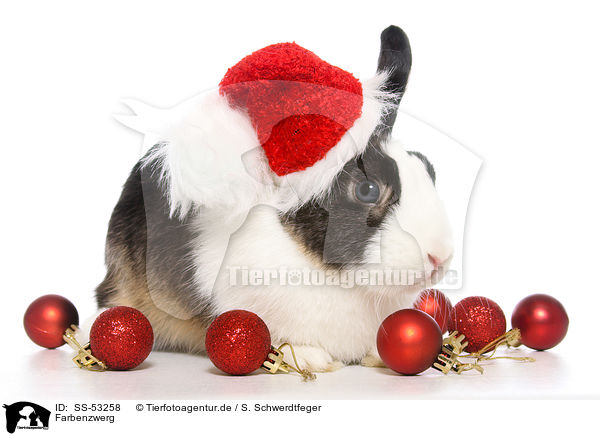 Farbenzwerg / dwarf rabbit / SS-53258