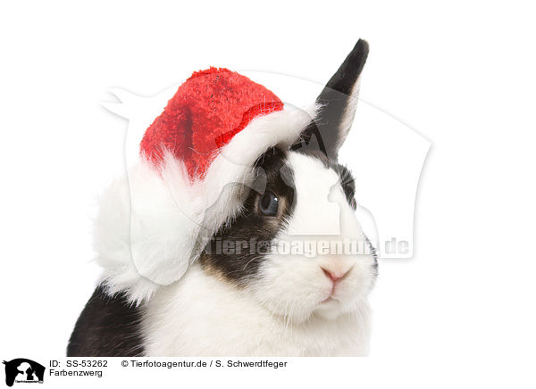 Farbenzwerg / dwarf rabbit / SS-53262