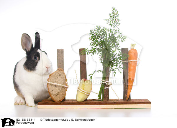 Farbenzwerg / dwarf rabbit / SS-53311