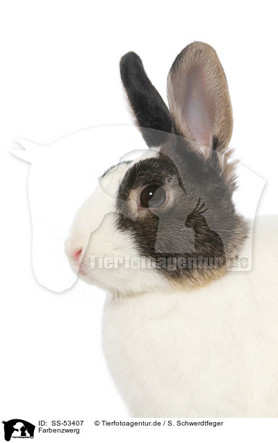 Farbenzwerg / dwarf rabbit / SS-53407